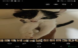 Mixed Breed cats for sale: Half spyhnx half calico  - Image 5
