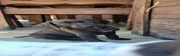 German Shorthaired Pointer dogs for sale: Beautiful German short haired pointer puppy's  - Advert 8