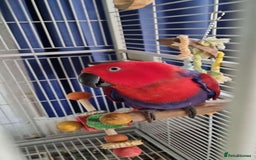 Parrots birds for sale: Eclectus Parrot  - Image 1