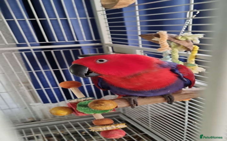 Parrots birds - Advert 6