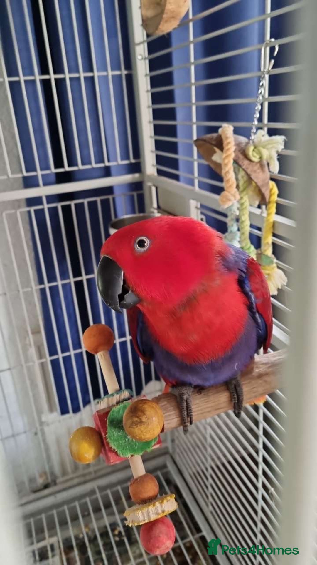 Parrots birds for sale: Eclectus Parrot  - Image 1