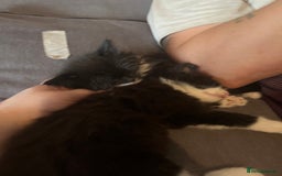 British Longhair cats for sale: 4 black and white kittens - Image 6