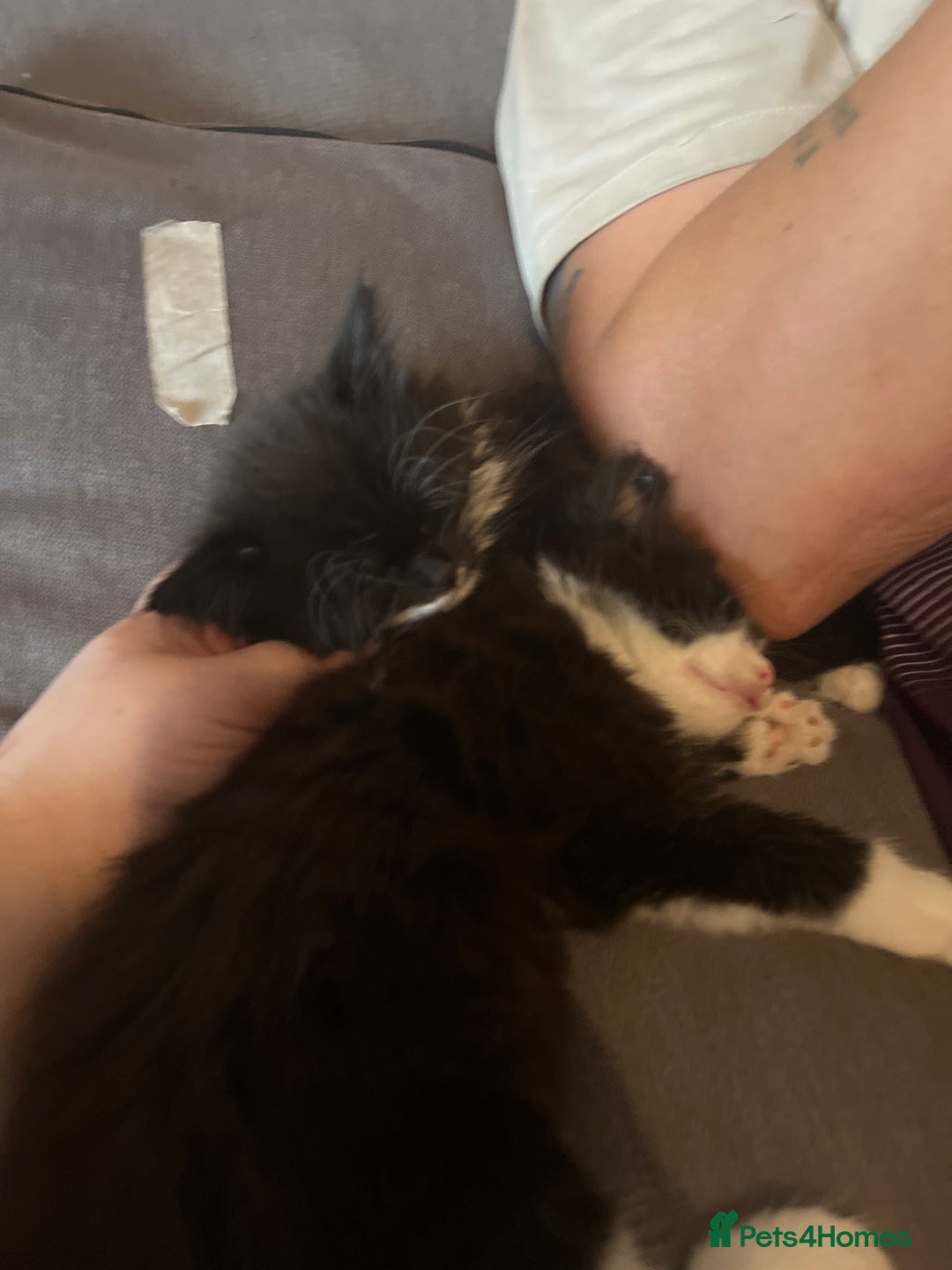 British Longhair cats for sale: 4 black and white kittens - Image 6