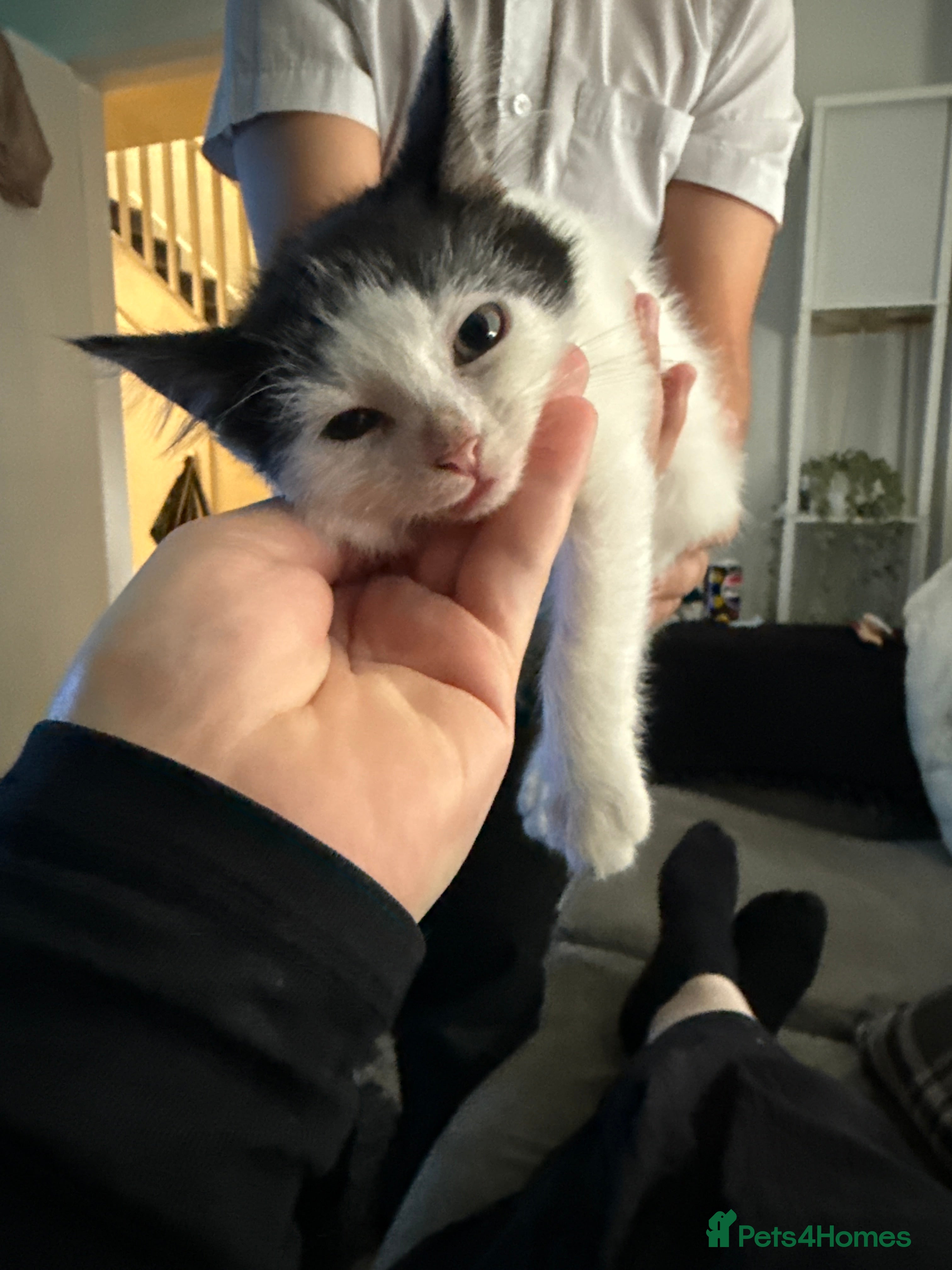 Mixed Breed cats for sale: Ragdoll x shorthair babies ready now! - Advert 4