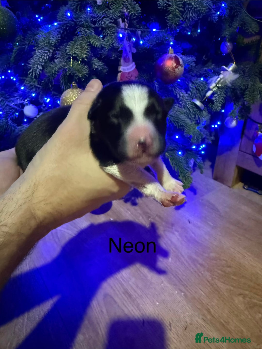 Border Collie dogs for sale: Family-Raised Border Collie Pups - Advert 3