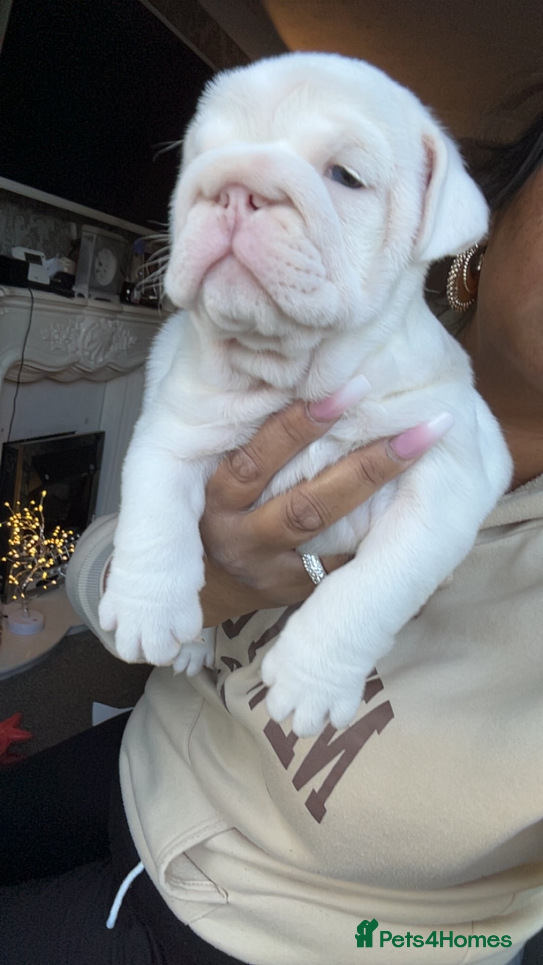 English Bulldog dogs for sale: Last Female English bulldog puppy  - Advert 28