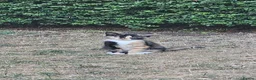 Mixed Breed cats for sale: Ragdoll mix - Advert 2