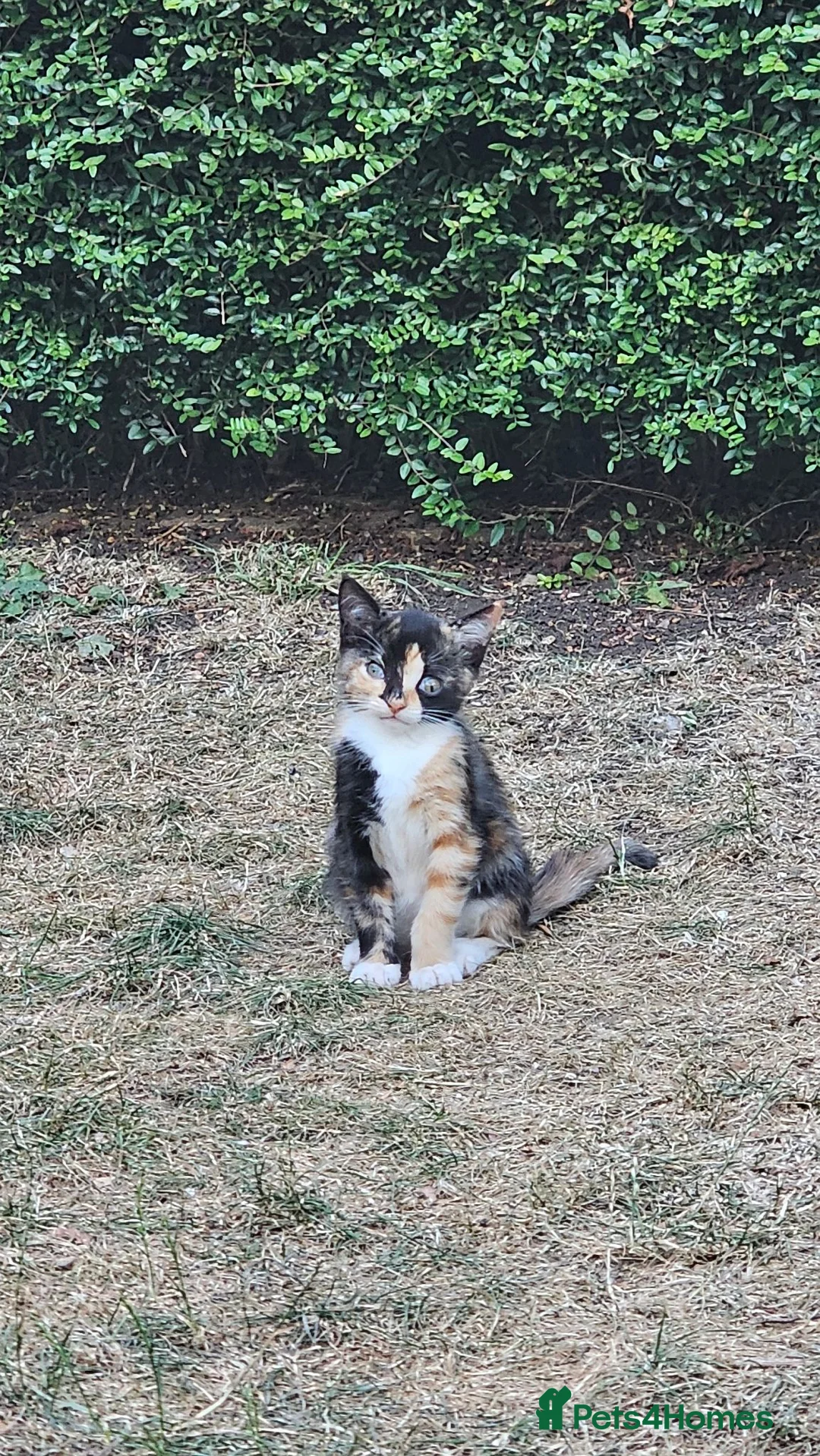 Mixed Breed cats for sale: Ragdoll mix - Advert 2