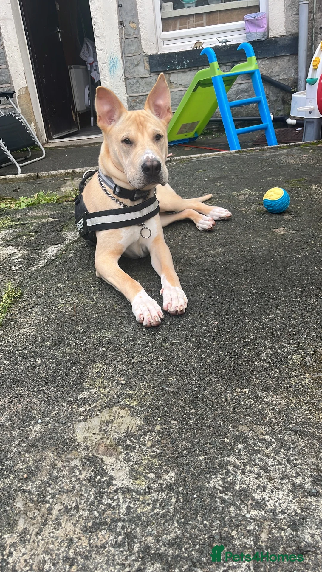 Mixed Breed dogs for sale: Dog for sale  - Advert 6
