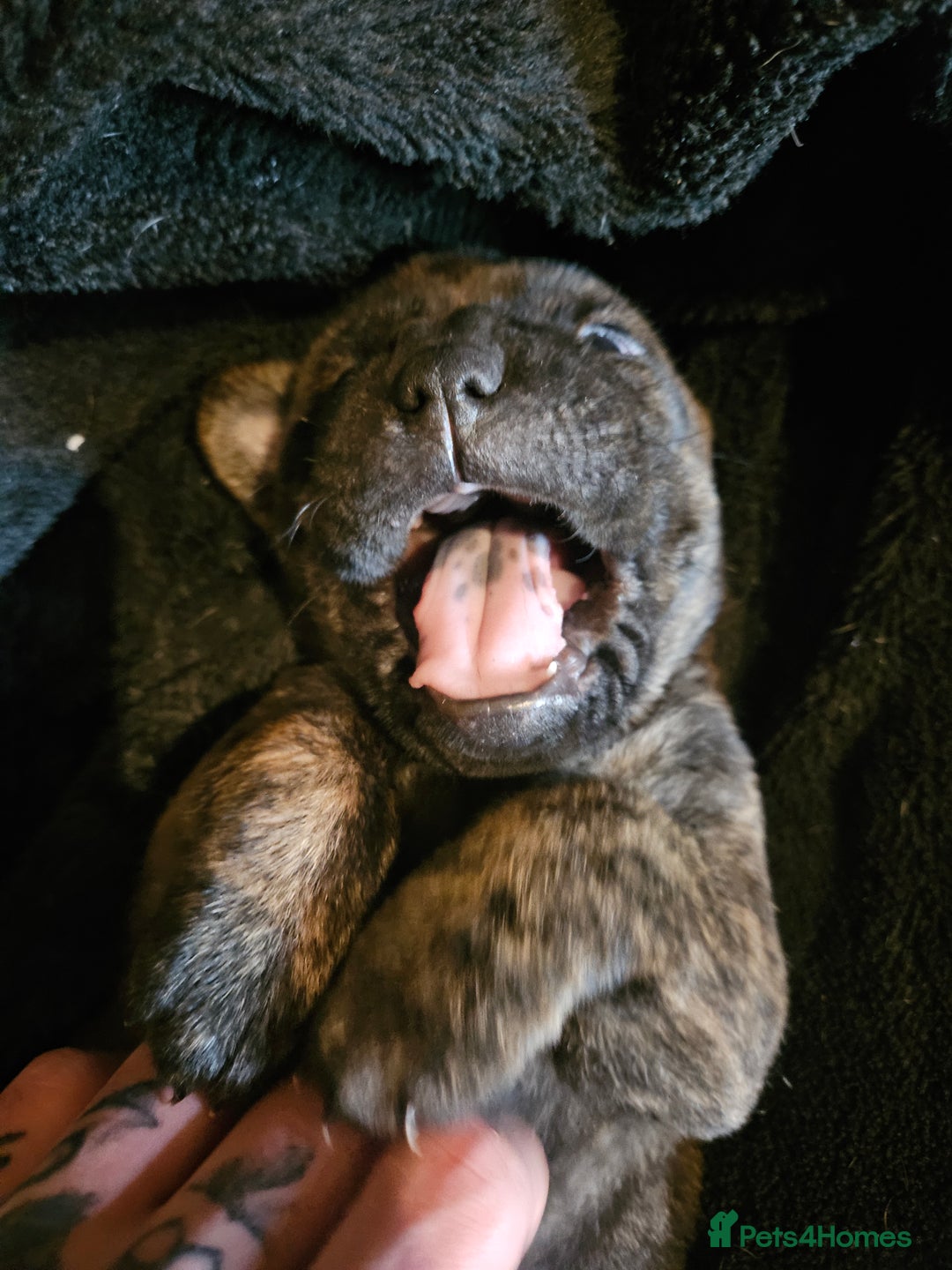 Mixed Breed dogs for sale: Cane corso x shar pei x staffy - Advert 11