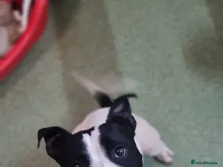 Staffordshire Bull Terrier dogs Beau - Advert 1