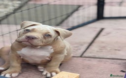 American Bully dogs for sale: Pocket bully female GREAT bloodline READY to leave - Image 5