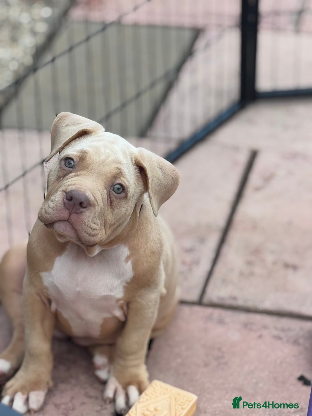 American Bully dogs for sale: Pocket bully female GREAT bloodline READY to leave - Image 5