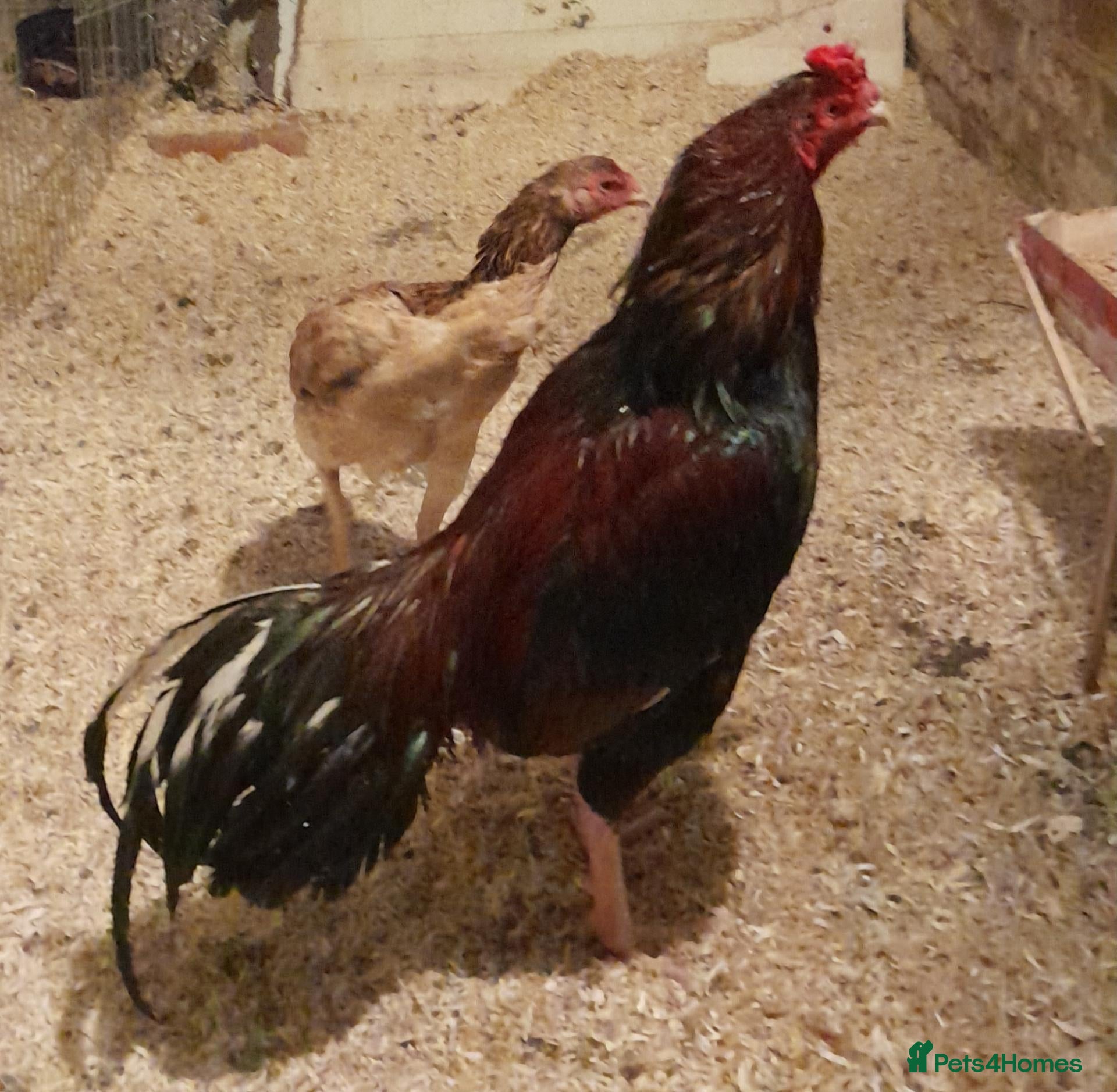 Mixed Breed poultry Aseel murga fighter  - Advert 10
