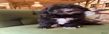 Sheepadoodle Puppy 1