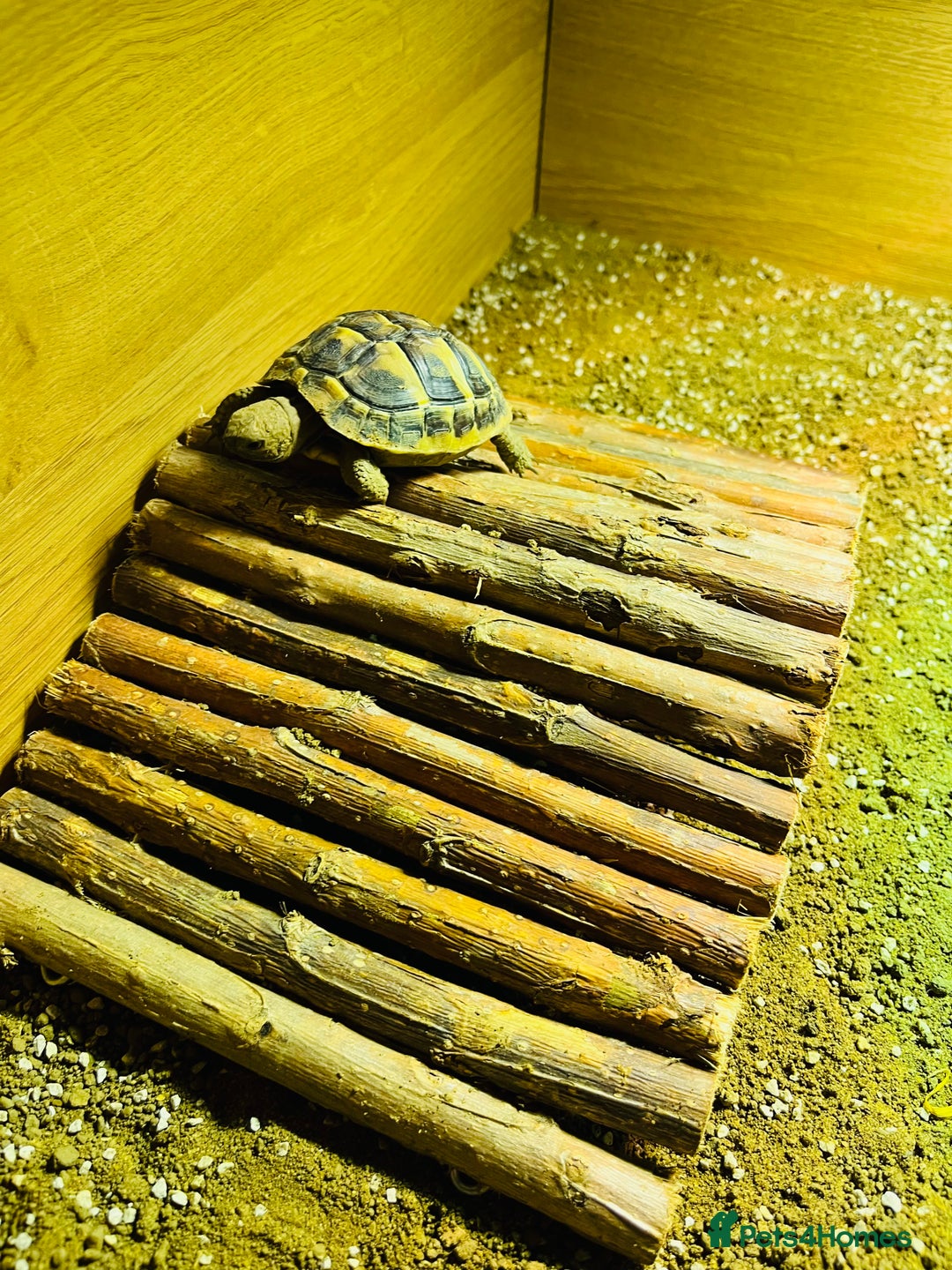 Hermann Tortoise reptiles for sale: Lovely Hermanns Tortoise looking for a new home  - Image 7