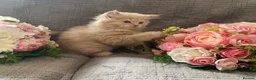 British Longhair cats for sale: British long and shorthair kittens  - Advert 14