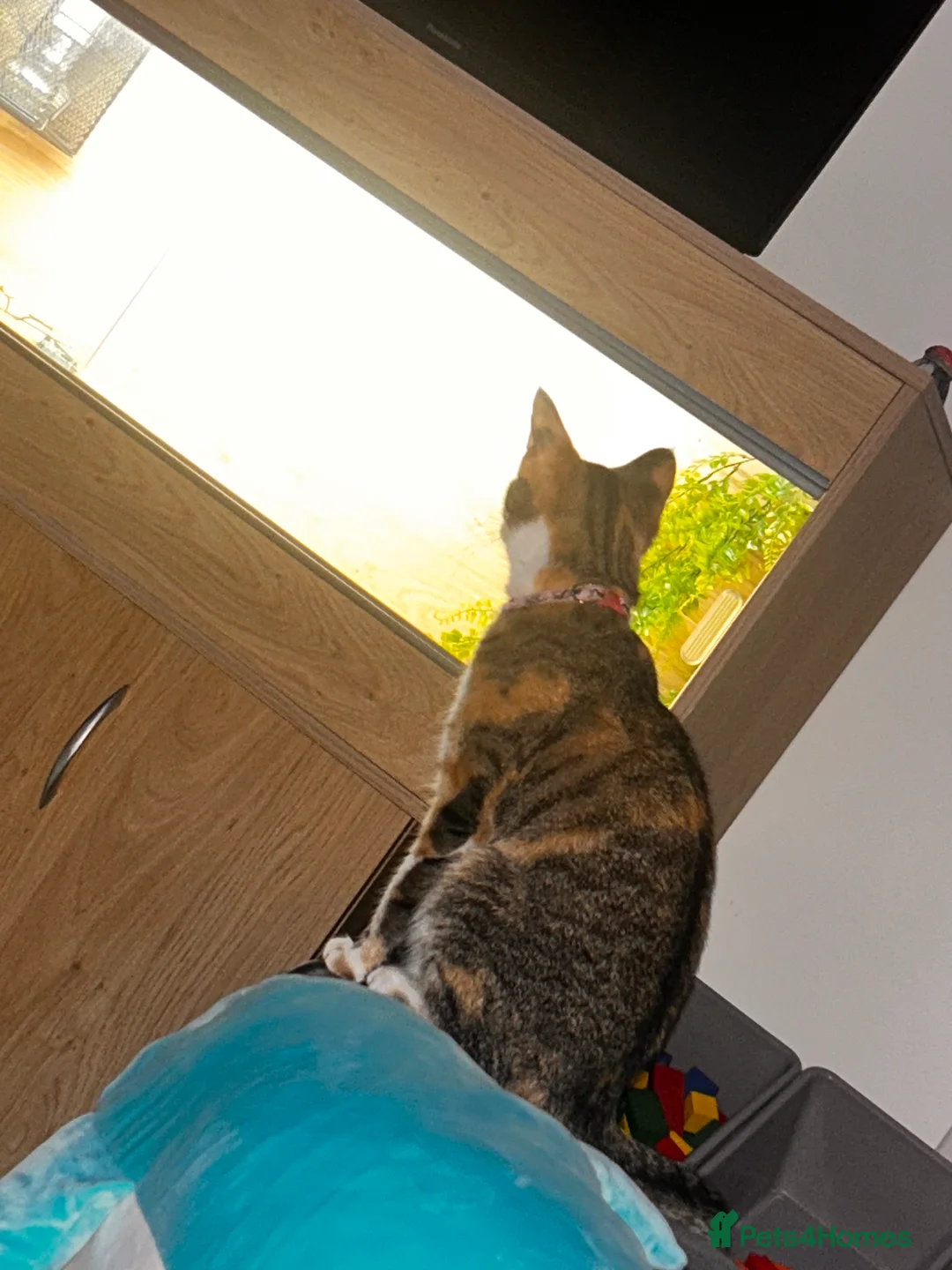 Mixed Breed cats for sale: Minnie for sale  - Advert 3