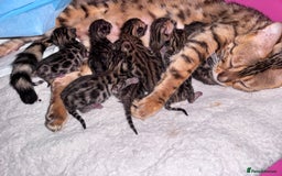 Bengal cats for sale: TICA Reg Bengal Kittens - Browns, Lynx & Mink - Image 33