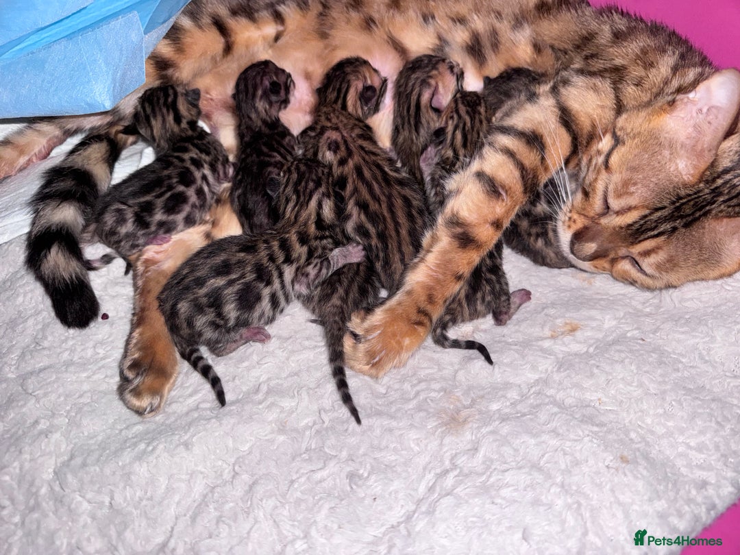 Bengal cats for sale: TICA Reg Bengal Kittens - Browns, Lynx & Mink - Image 33