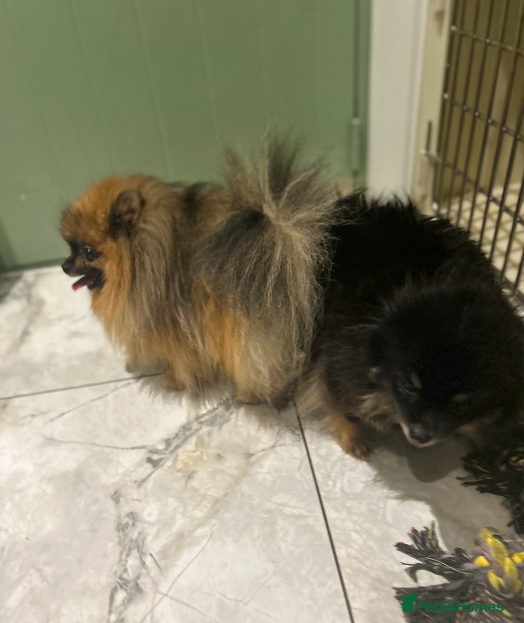Pomeranian dogs for stud: Outstanding  kc Small Compact Orange Stud Boy in Pontefract - Advert 7