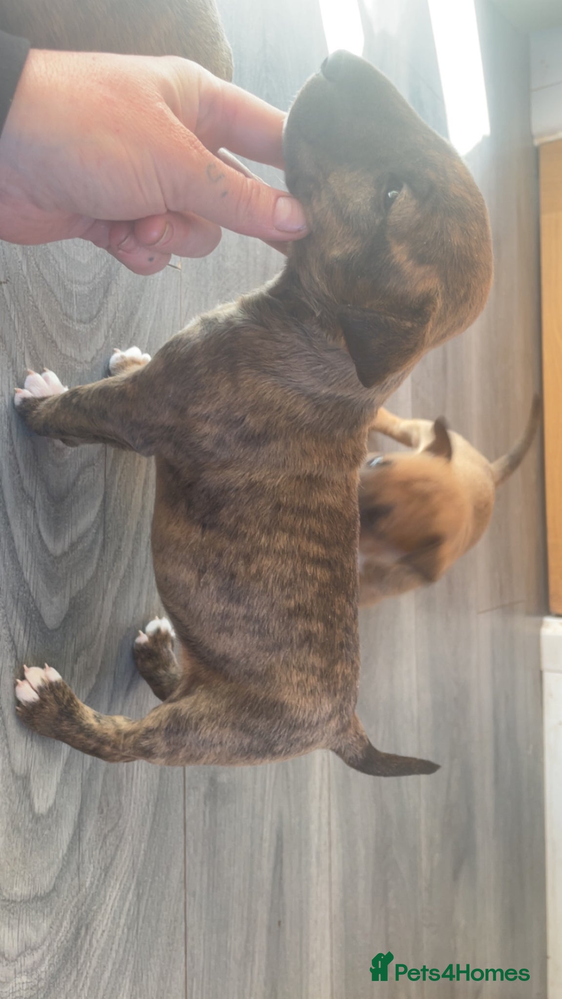 English Bull Terrier dogs for sale: *One Left* KC Reg English Bull Terrier Pups  - Advert 11
