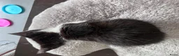 Mixed Breed cats for sale: 6 Adorable Tortie Mixed breed Kittens - Advert 15