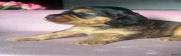 Mixed Breed dogs for sale: RARE MINIGOLDEN RETRIEVERS/DAKOTA SPORT RETRIEVERS - Advert 16