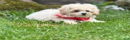 Poochon dogs for sale: Absolutely beautiful poochons ready now  in Chester - Advert 10