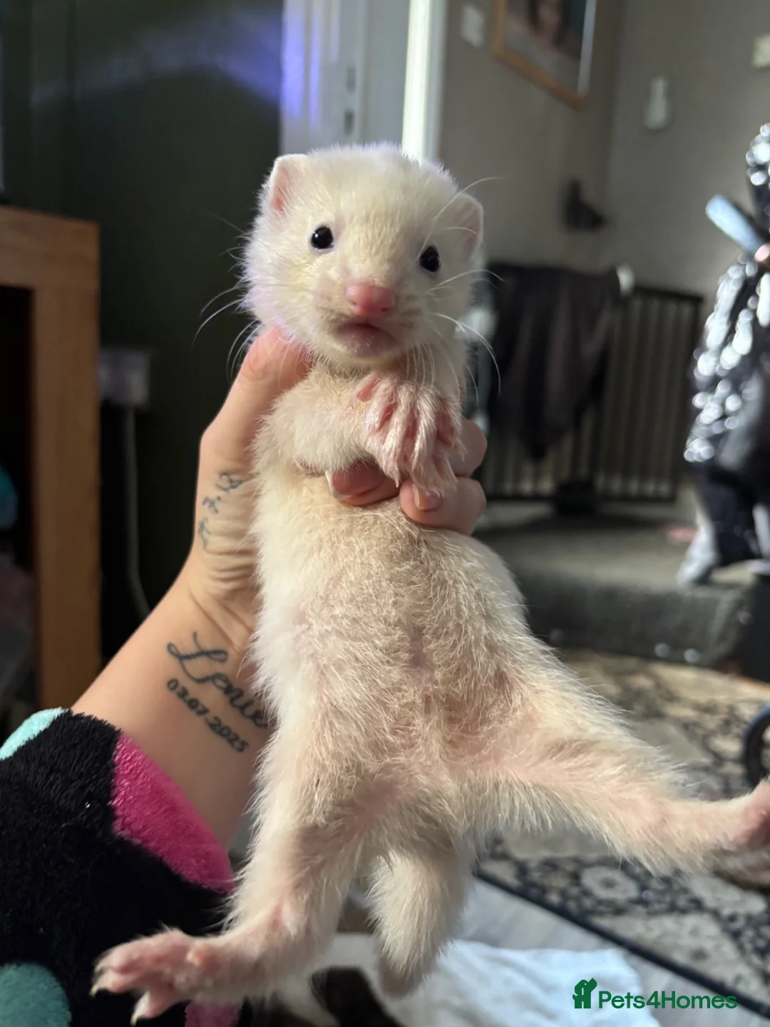 Ferret rodents for sale: baby ferrets  in Pontefract - Advert 2