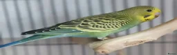 Budgerigars birds for sale: Outstanding pet baby budgies priced from £40 - Advert 29