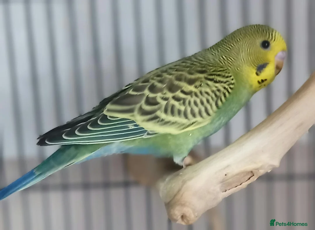 Budgerigars birds for sale: Outstanding pet baby budgies priced from £40 - Advert 29