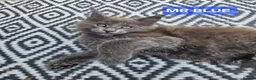 Maine Coon cats for sale: 3 Beautiful Maine coons  - Advert 11