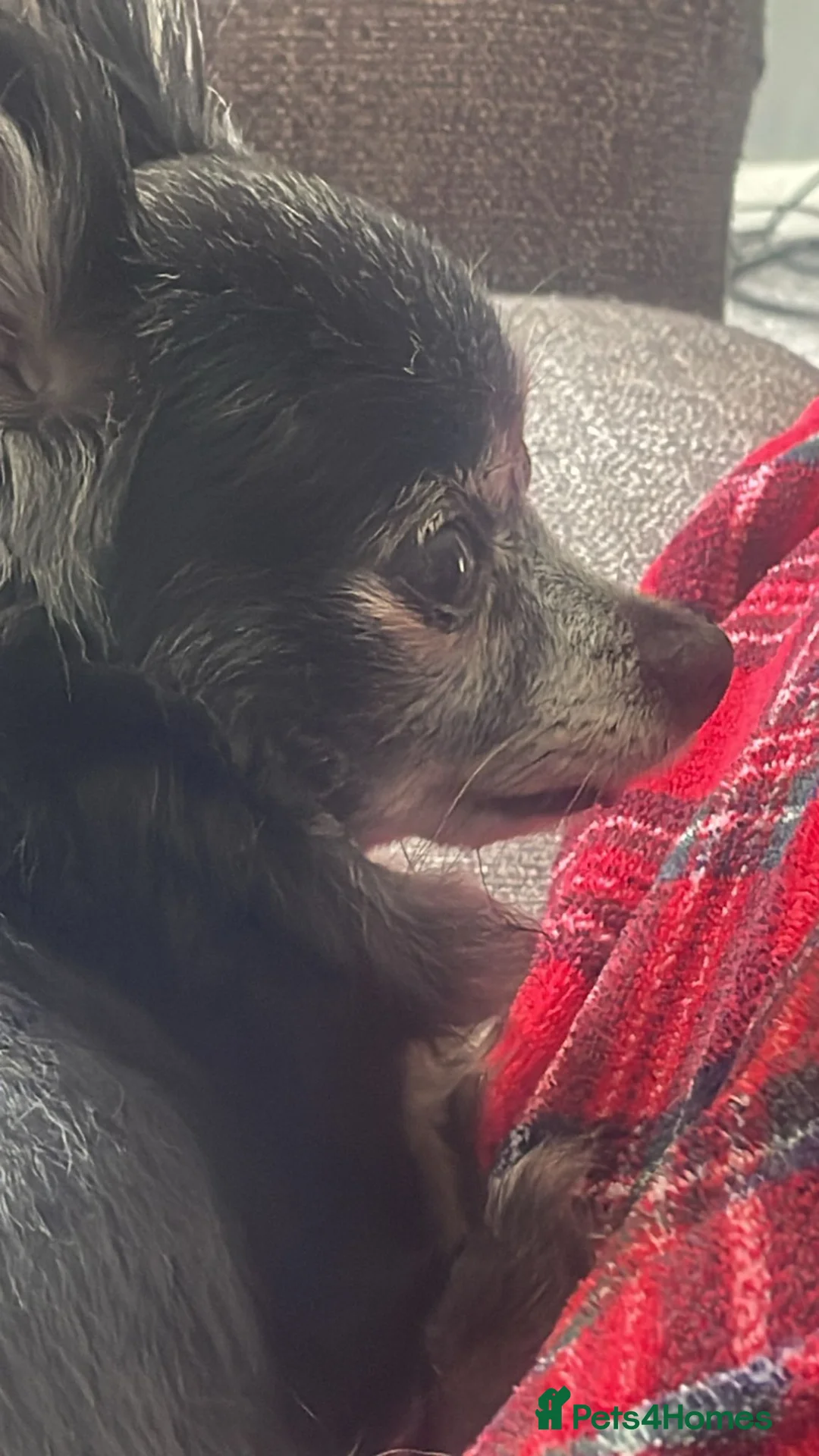 Pomchi dogs for sale: Beautiful pomchi - Advert 2