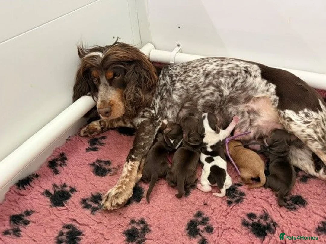 Cocker Spaniel dogs for sale: Beautiful DNA Tested Show Cocker Spaniels - Advert 1