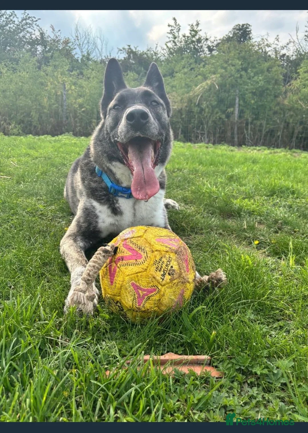 German Shepherd dogs for sale: Shadow 5years old check description rehoming  - Advert 2