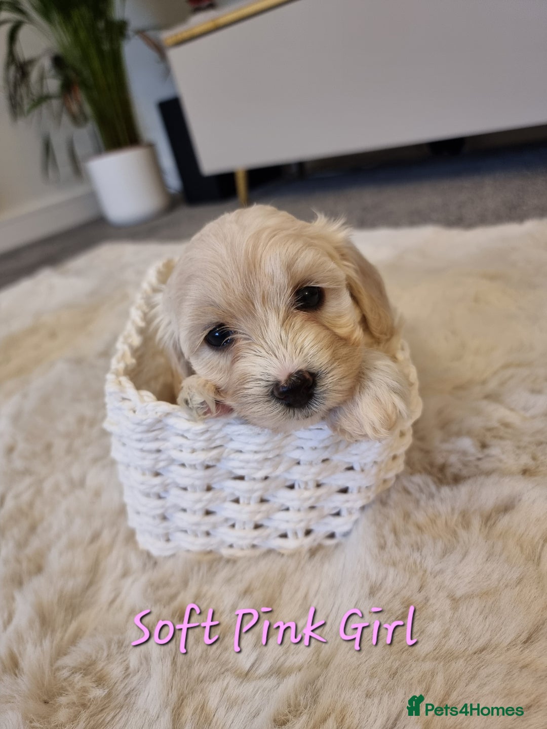Maltipoo dogs for sale: Beautiful Maltipoo Puppies - Advert 20