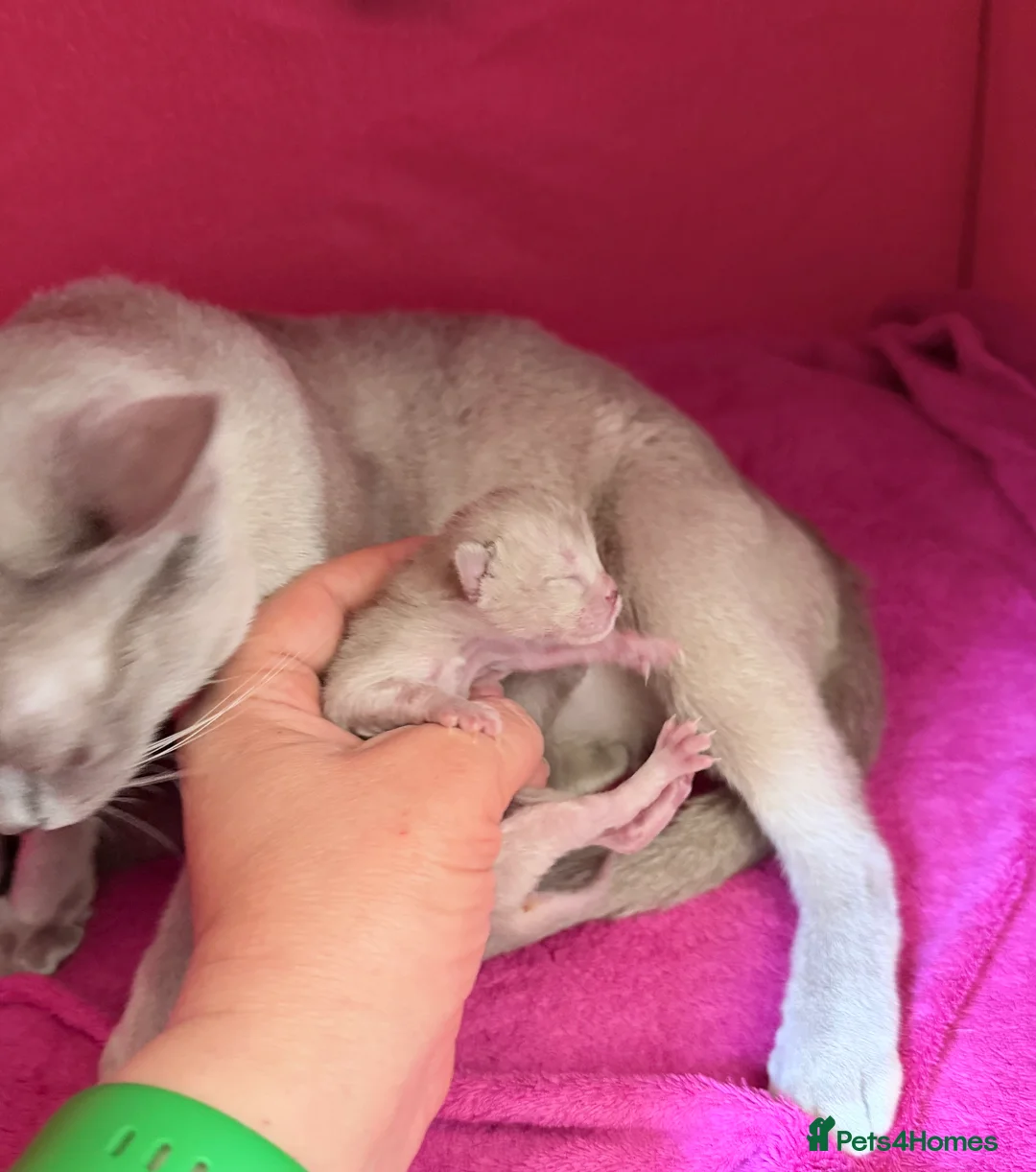Burmese cats for sale: GCCF registered - Home raised Burmese kittens - Advert 2
