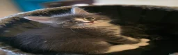 Maine Coon cats for sale:  Maine Coon Kittens Champion Bloodline  - Advert 3