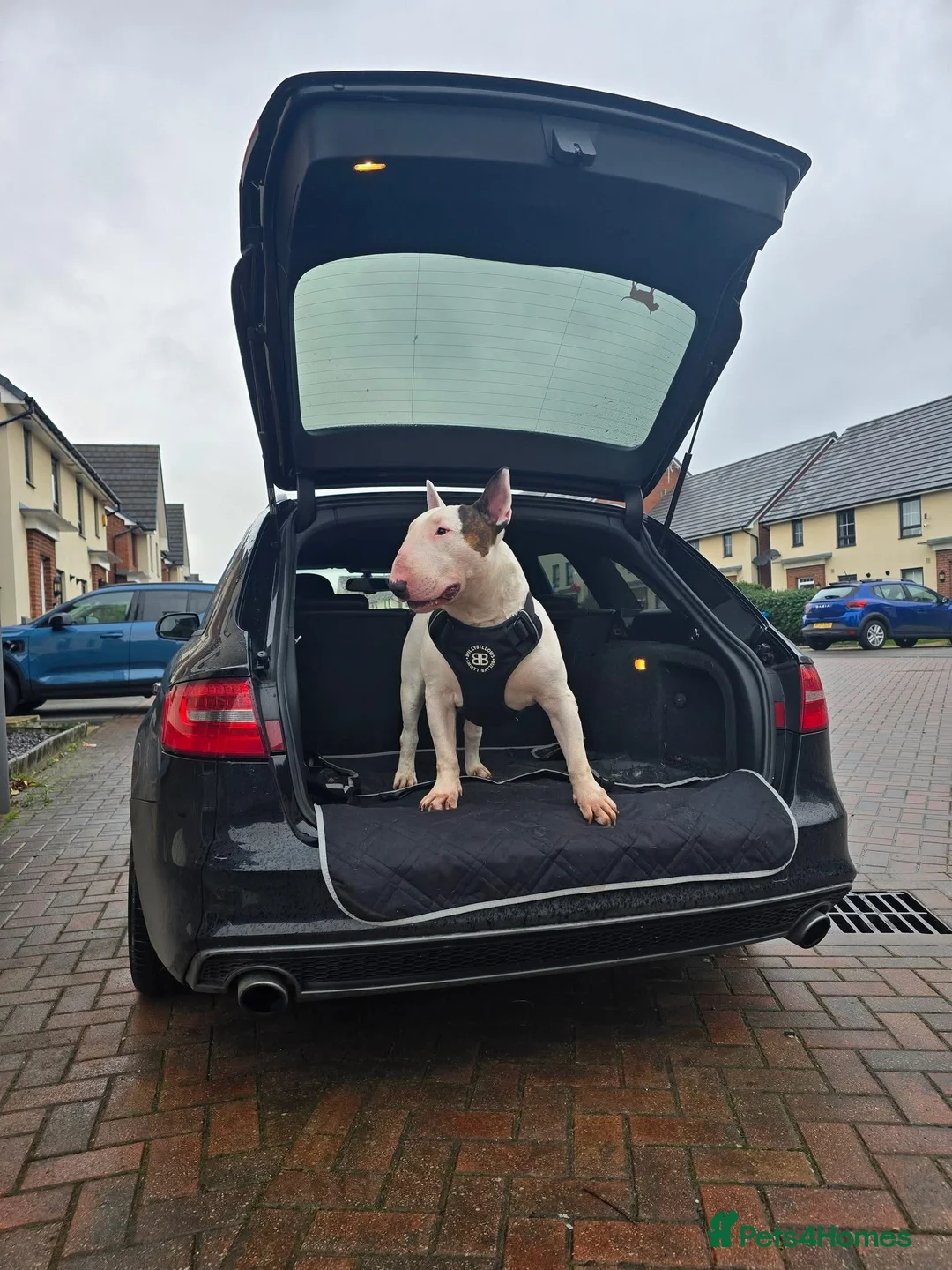 English Bull Terrier dogs for stud: Amazing boy for stud in Liverpool - Advert 22