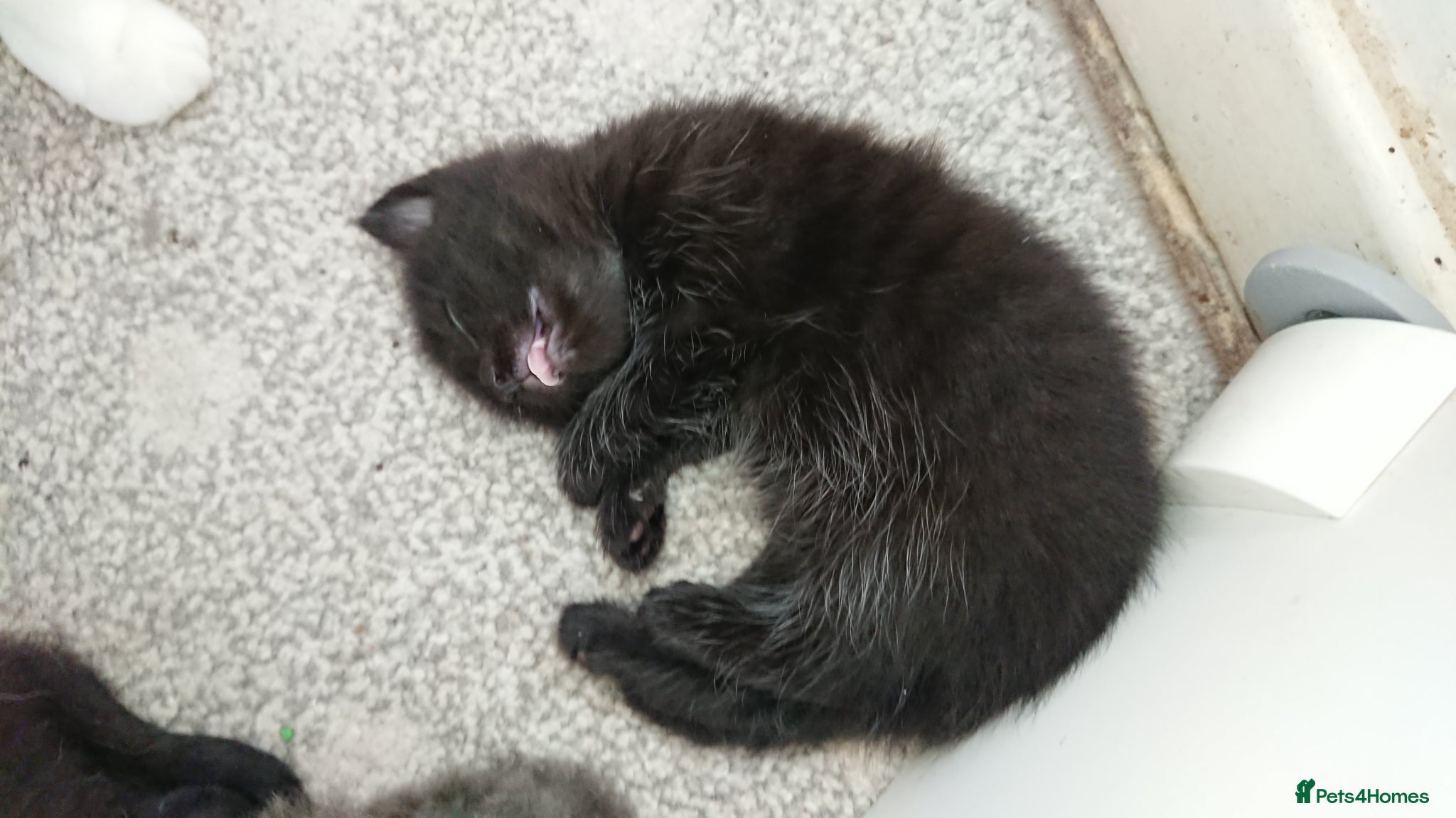 Mixed Breed cats Adorable LAST boy left. La Perm X - Advert 6