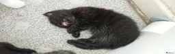 Mixed Breed cats for sale: Adorable LAST boy left. La Perm X - Advert 5