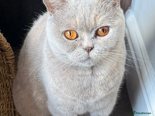 British Shorthair cats - Advert 2