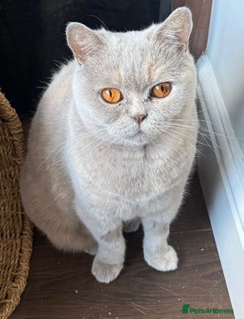 British Shorthair cats - Advert 9
