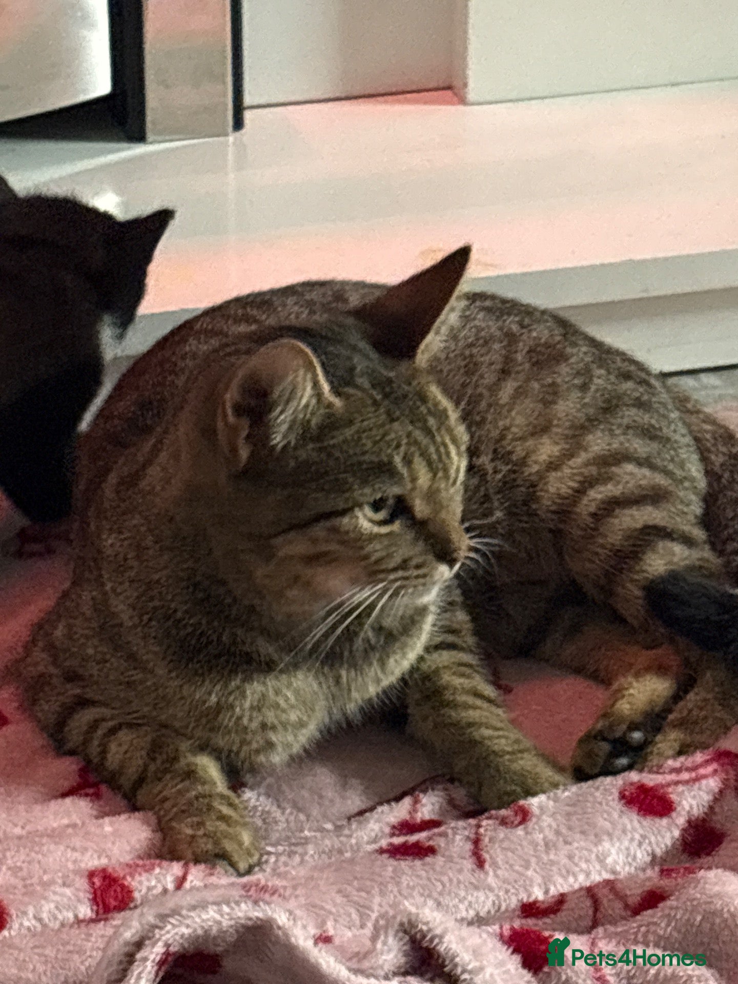 Mixed Breed cats 4 kittens available  - Advert 15