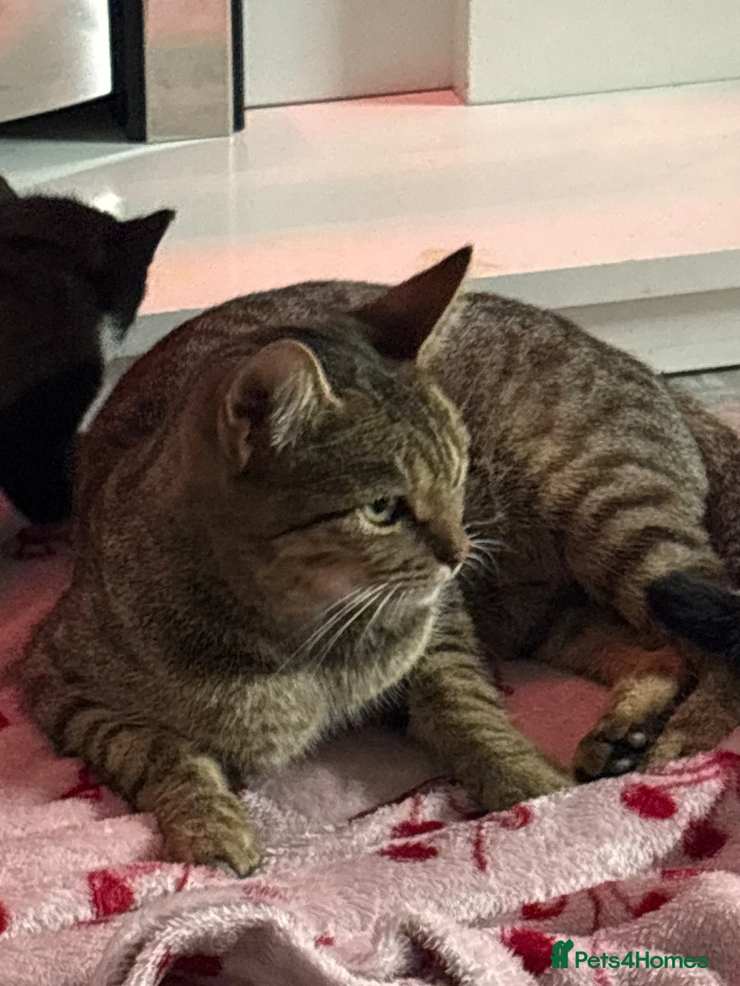 Mixed Breed cats for sale: 4 kittens available  in Haverfordwest - Advert 1