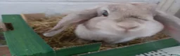 Mini Lop rabbits for sale: Rabbit Rehome in Glastonbury - Advert 3