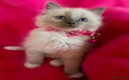 Ragdoll cats for sale: Ragdoll kittens blue point and mitted  - Image 5