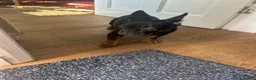 French Bulldog dogs for sale: Last fluffy carrying French bulldog girl - Advert 8