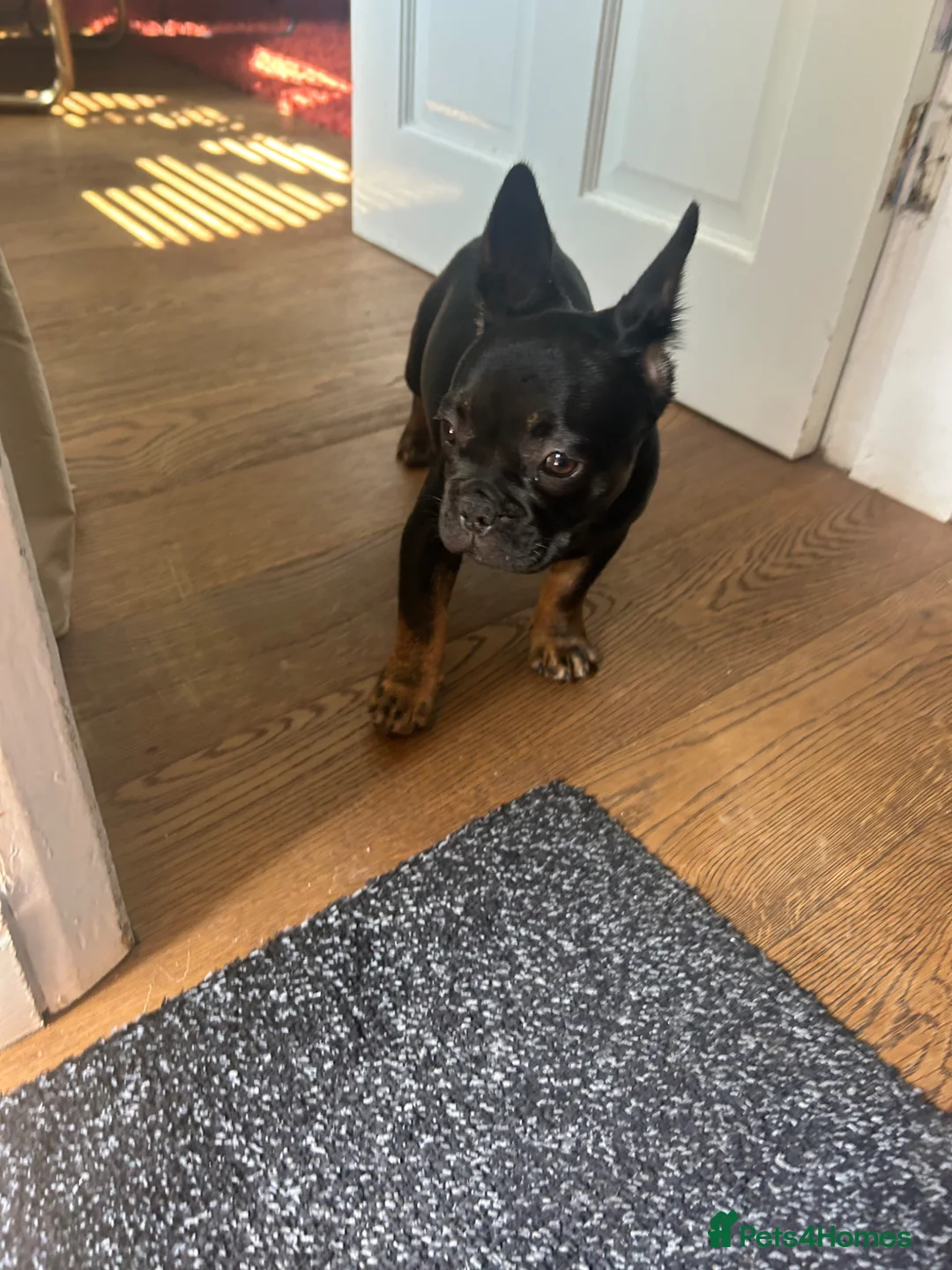 French Bulldog dogs for sale: Last fluffy carrying French bulldog girl - Advert 8